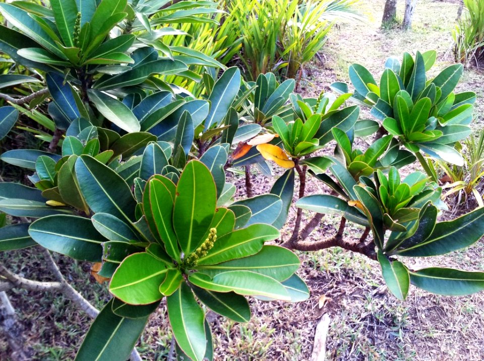 Stillingia lineata - Fangame tree - Mauritius