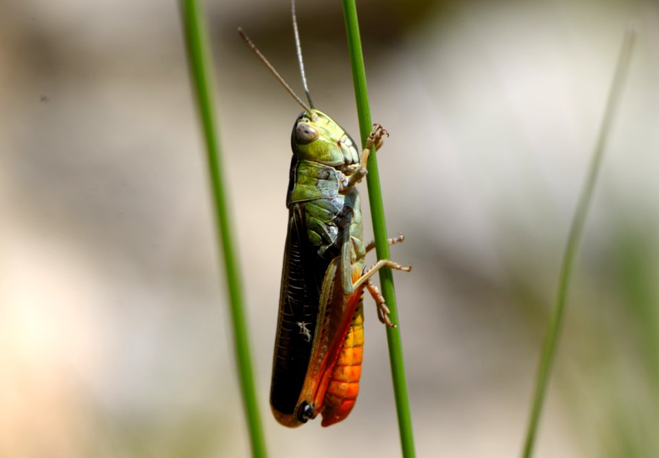 Stenobothrus rubicundulus