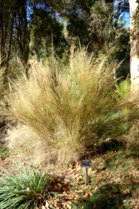 Stipa ramosissima (Austrostipa ramosissima) - Leaning Pine Arboretum - DSC05785