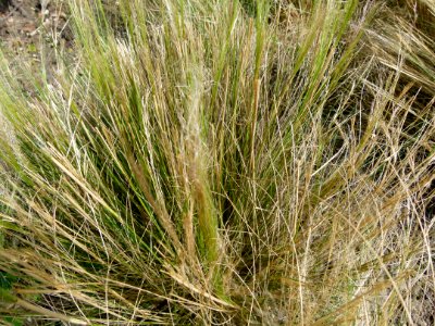Stipa tenuissima Parc floral