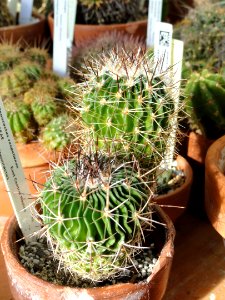 Stenocactus vaupelianus - Lyman Plant House, Smith College - DSC04339
