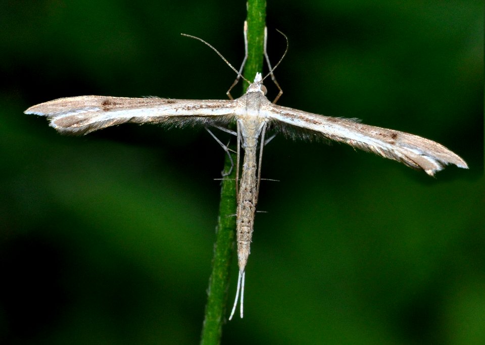 Stenoptilia-pterodactyla-01-fws