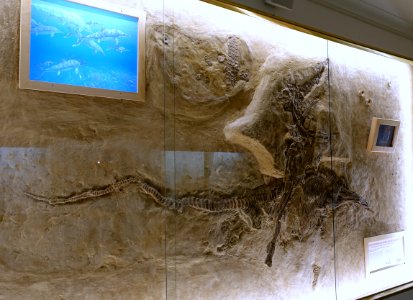 Stenopterygius sp. and Eurhinosaurus longirostris, from Hondelage - Naturhistorisches Museum, Braunschweig, Germany - DSC05067
