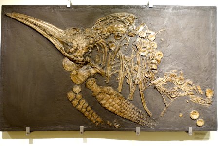 Stenopterygius sp. - Naturhistorisches Museum, Braunschweig, Germany - DSC05240