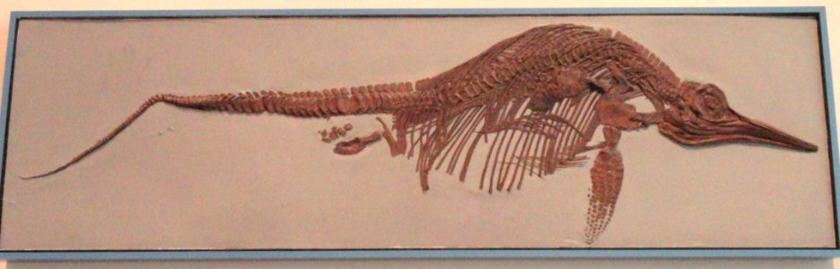 Stenopterygius quadriscissus, Holzmaden, Germany, Early Jurassic - Royal Ontario Museum - DSC09956