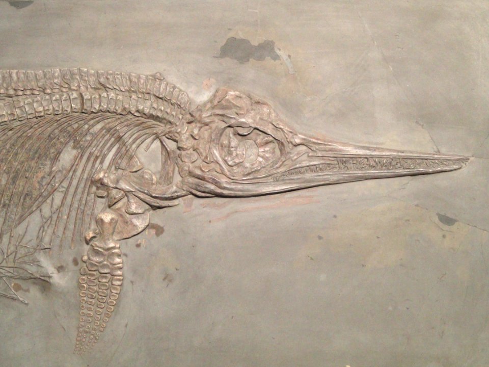 Stenopterygius (Ichthyosaurus) megacephalus - Naturmuseum Senckenberg - DSC02180