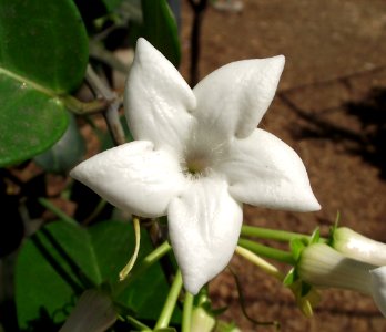 Stephanotis floribunda 2