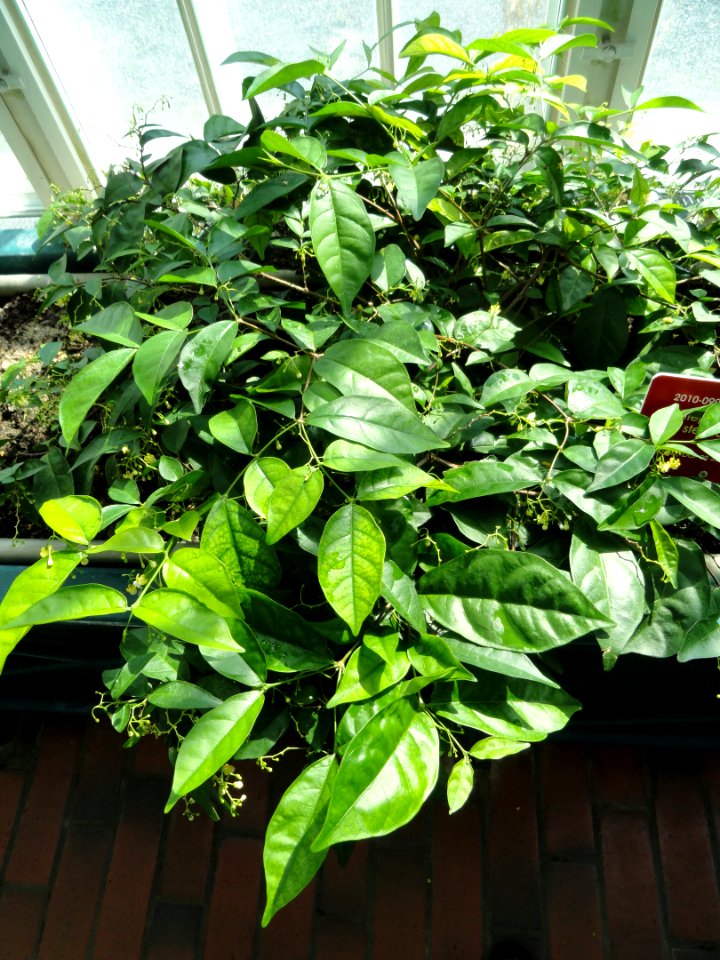 Stephanostema stenocarpum - Botanical Garden in Kaisaniemi, Helsinki - DSC03647