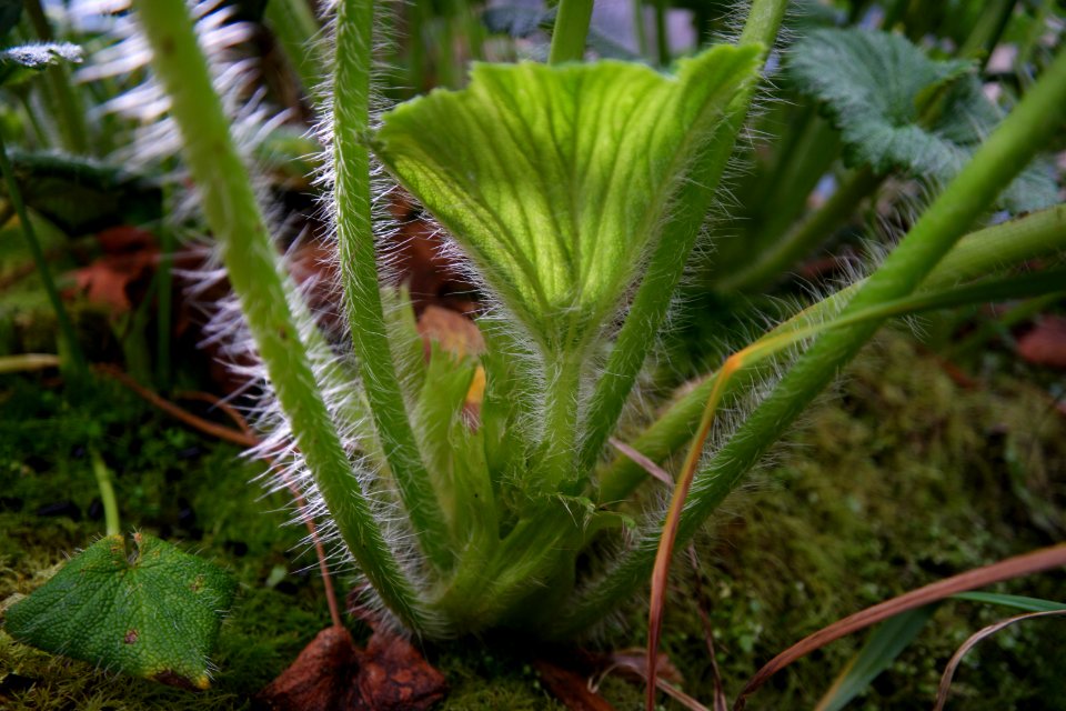 Stilbocarpa polaris at the Sub Antarctic Plant House, Royal Tasmanian Botanical Gardens 11
