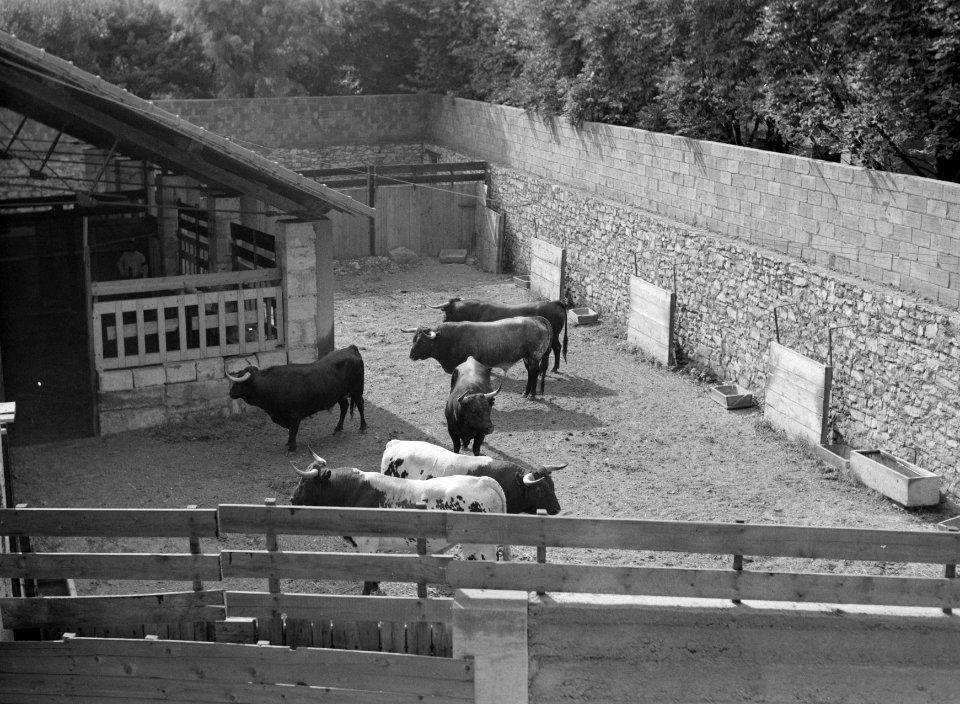 Stieren in de stallen van de Arènes de Nîmes, Bestanddeelnr 191-0406