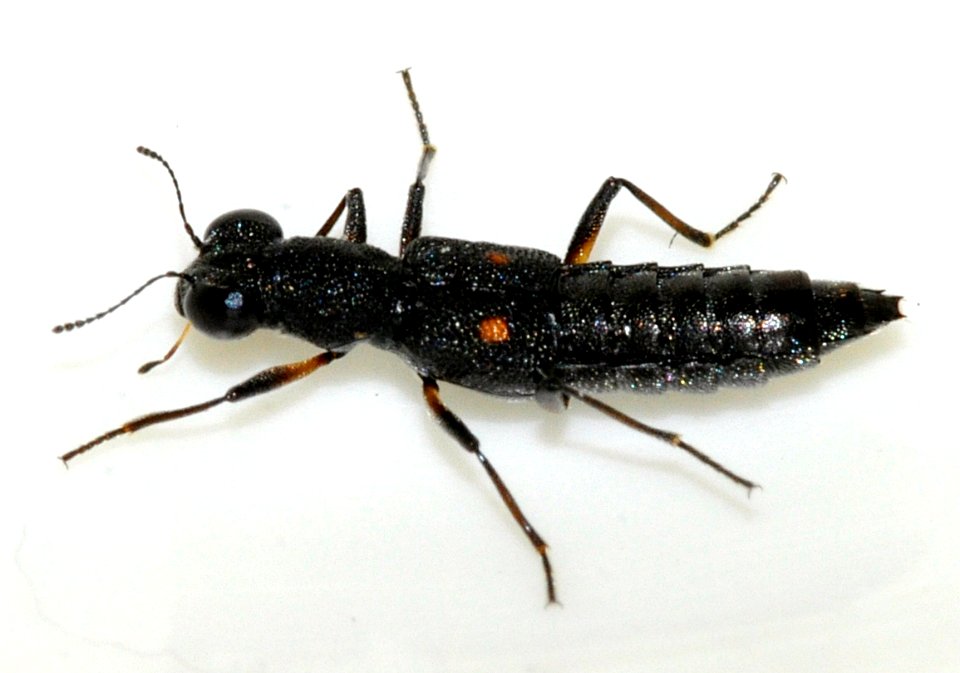 Stenus-bimaculatus-02-fws