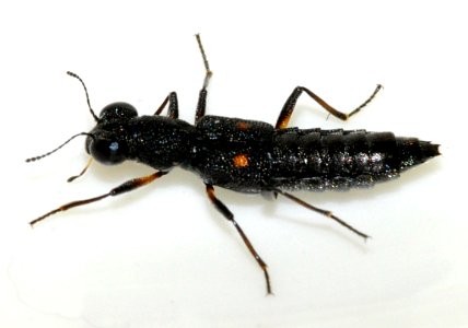 Stenus-bimaculatus-02-fws