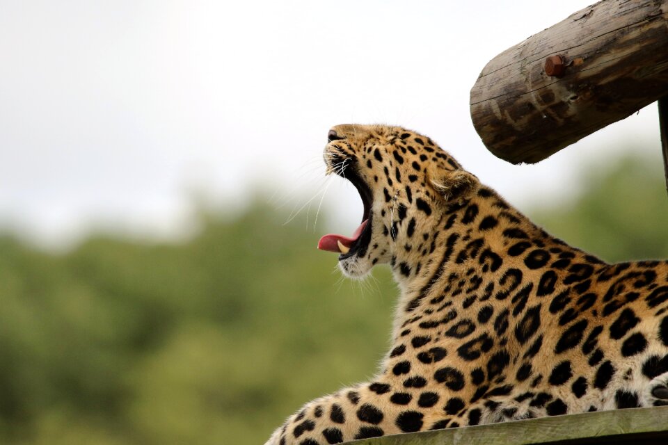 Nature animal natural