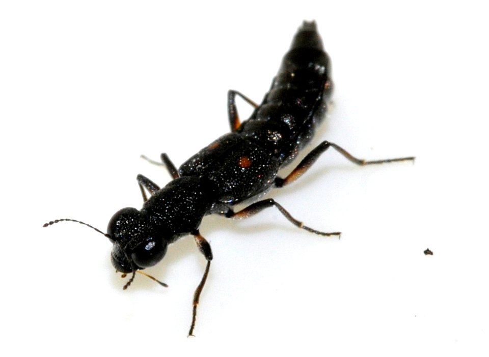 Stenus-bimaculatus-09-fws