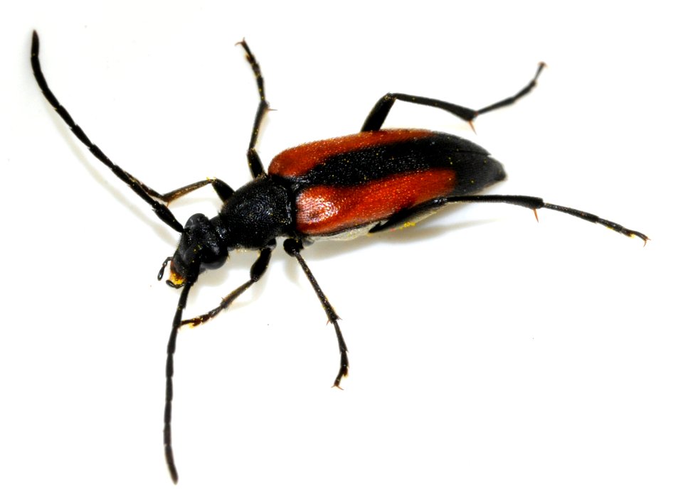 Stenurella-melanura-19-fws