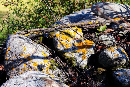 Stones moss natural photo