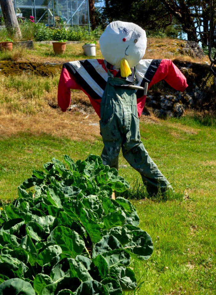 Stig the scarecrow guarding brussels sprouts 2