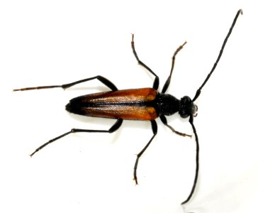Stenurella-melanura-12-fws