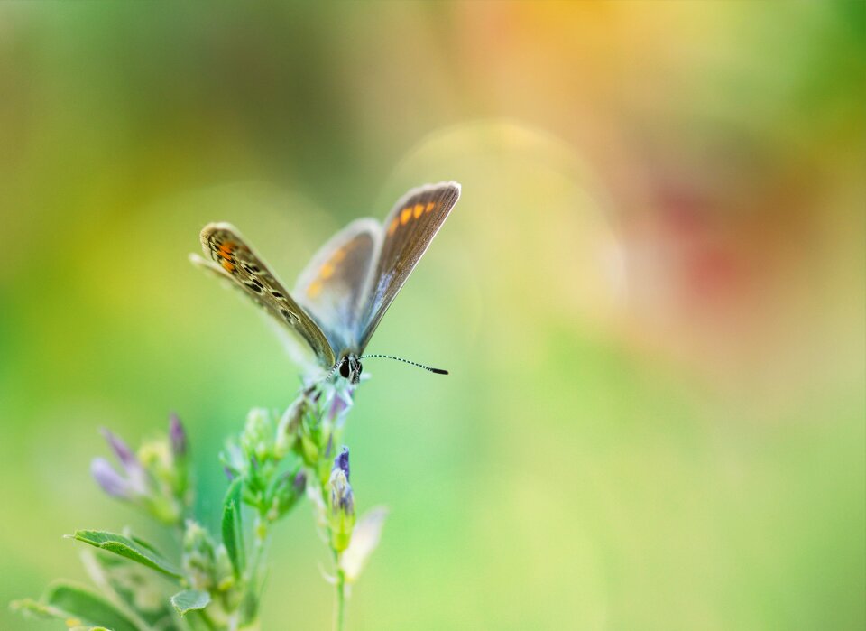 Butterflies blue restharrow's blue
