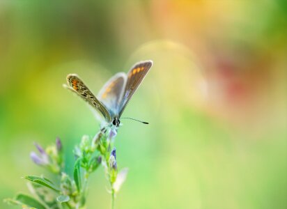 Butterflies blue restharrow's blue