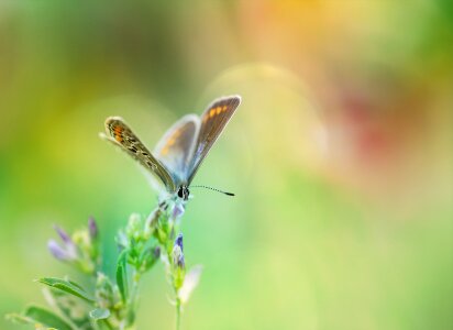 Butterflies blue restharrow's blue photo