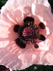 Bloom blooming blossom