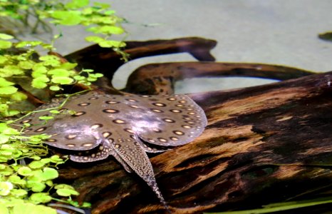 Stingray IMG 7151