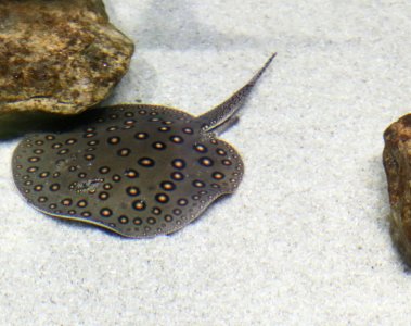 Stingray IMG 7147 photo