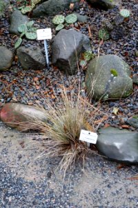 Stipa neomexicana - Botanischer Garten, Dresden, Germany - DSC08411