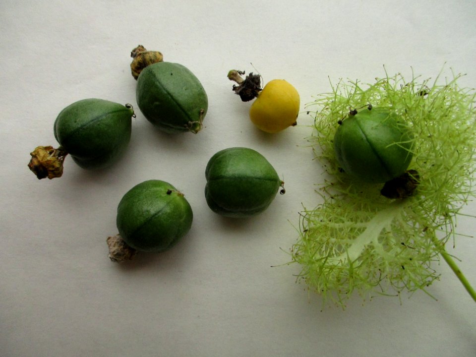 Stinking passion vine (Passiflora foetida) fruits green