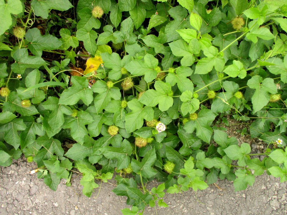 Stinking passion vine (Passiflora foetida) habit