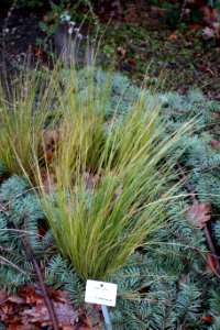 Stipa ichu - Botanischer Garten, Dresden, Germany - DSC08394