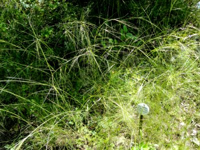 Stipa capillata - Botanical Garden, University of Frankfurt - DSC02671