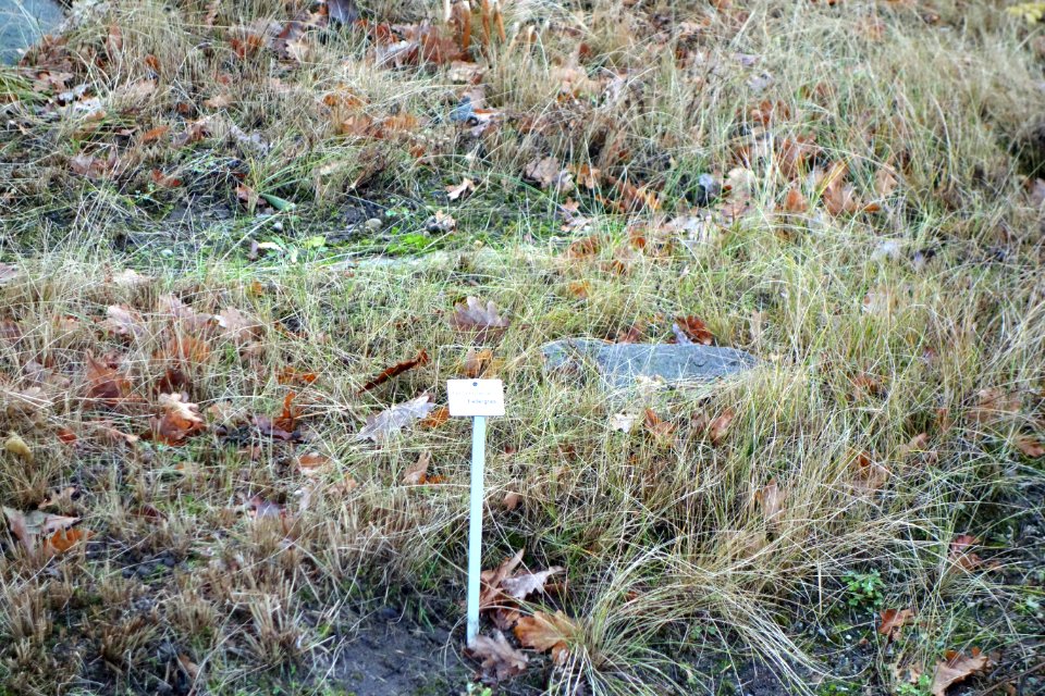 Stipa turkestanica - Botanischer Garten, Dresden, Germany - DSC08958