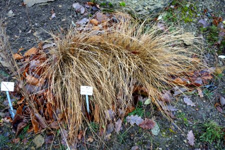 Stipa joannis - Botanischer Garten, Dresden, Germany - DSC08714