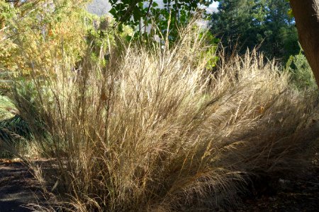 Stipa ramosissima (Austrostipa ramosissima) - Leaning Pine Arboretum - DSC05783