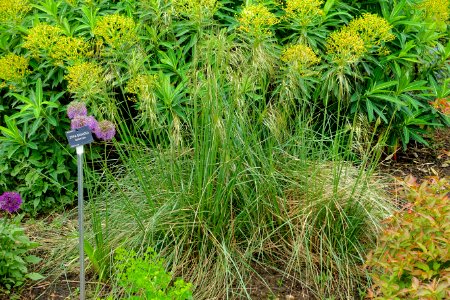 Stipa gigantea - Hillier Gardens - Romsey, Hampshire, England - DSC04559