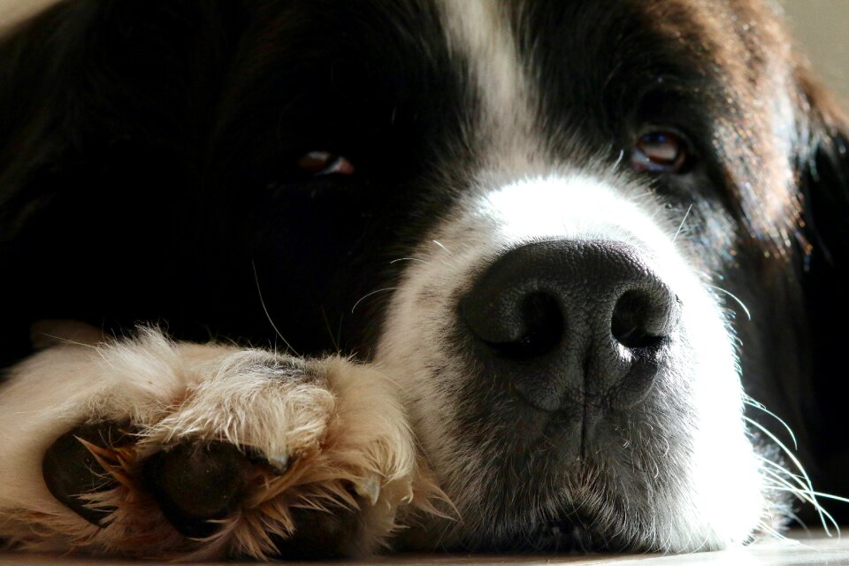 View sleepy landseer