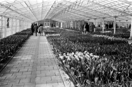 Stilte op Keukenhof met Pasen. Kas, Bestanddeelnr 923-3894