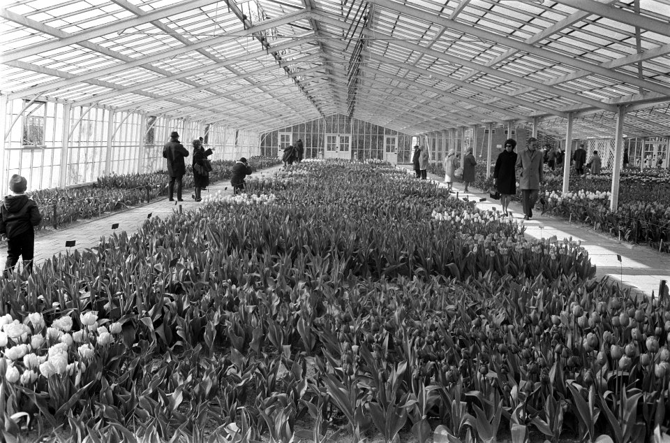 Stilte op Keukenhof met Pasen. Kas, Bestanddeelnr 923-3892