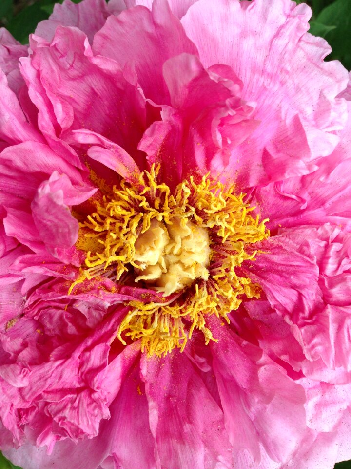 Flower pink flowers spring