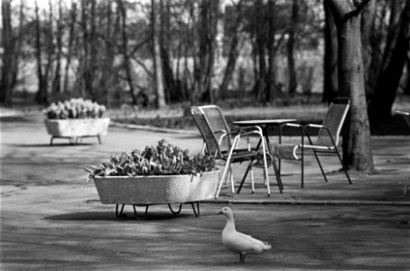 Stilte op Keukenhof met Pasen. Vogel bij bloembakken, Bestanddeelnr 923-3893