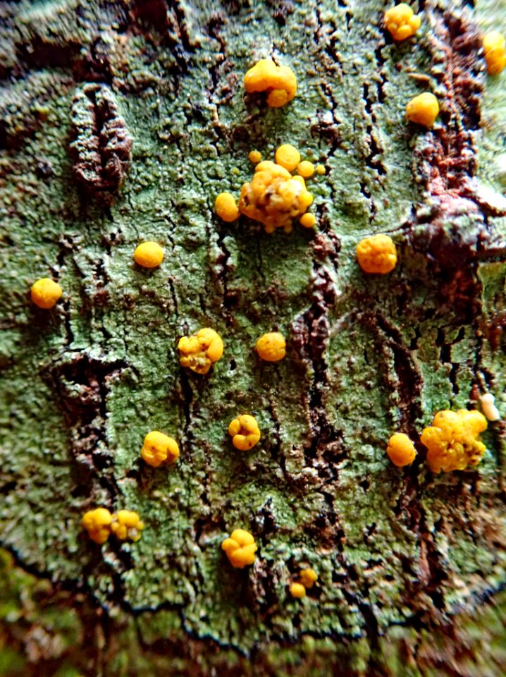 Stirtoniella kelica 29306661