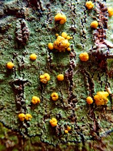 Stirtoniella kelica 29306661