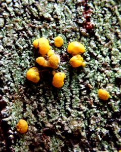 Stirtoniella kelica 29306697