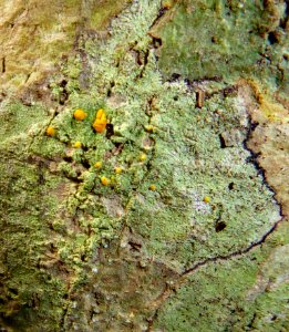 Stirtoniella kelica 17494313