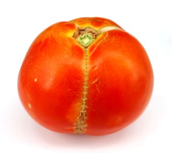 Stitch-shaped tomato scab 2017 A