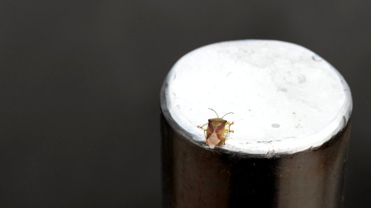 Stink bug on metal pole in Sämstad 1