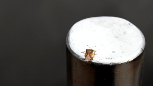 Stink bug on metal pole in Sämstad 1 photo