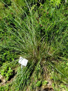 Stipa gigantea - Botanical Garden, University of Frankfurt - DSC02673